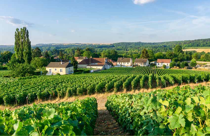 Champagne vineyards in the Reims countryside, France