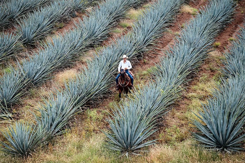 A man on horseback rides through an agave field in Amatitlán, Jalisco.