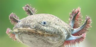 Close up of an axolotl or ajolote