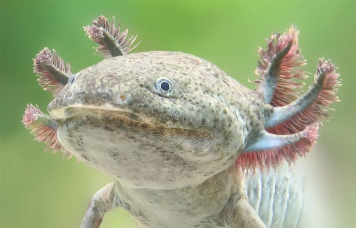 Axolotls: they're slimy, cute and on the brink of extinction.