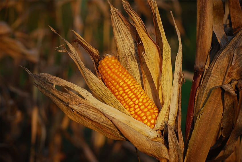 The trade officials also discussed Mexico's decision to phase out genetically modified corn imports and the enforcement of laws regulating fisheries.