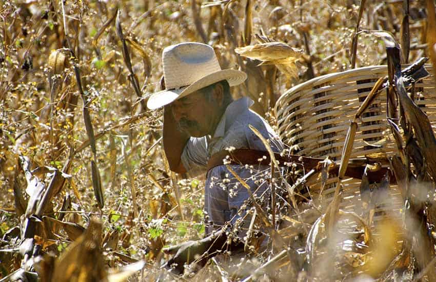 Corn farmer in Mexico