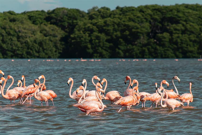 A flock of flamingos in Celestún, Yucatán.