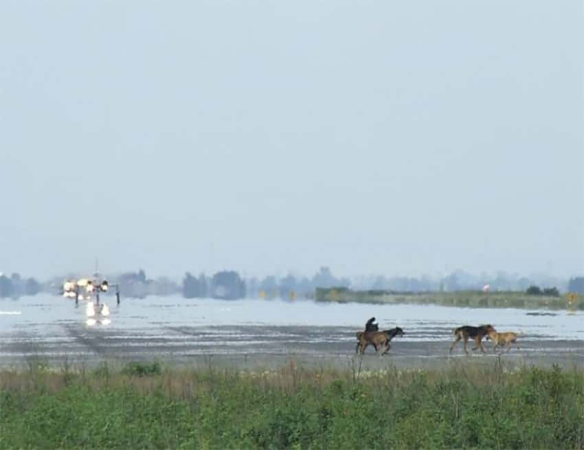 Dogs cross the runway with a plane in the background.