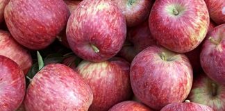 apples from Zacatlan