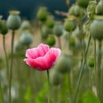 A blooming poppy surrounded by mature seed pods.