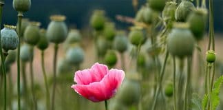 A blooming poppy surrounded by mature seed pods.