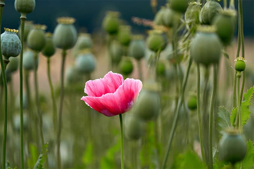opium poppy cultivation in Mexico on the again