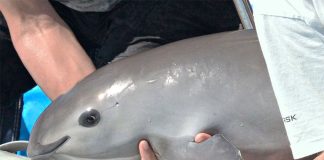 A closeup of a vaquita, with its body being supported by a person's hand.