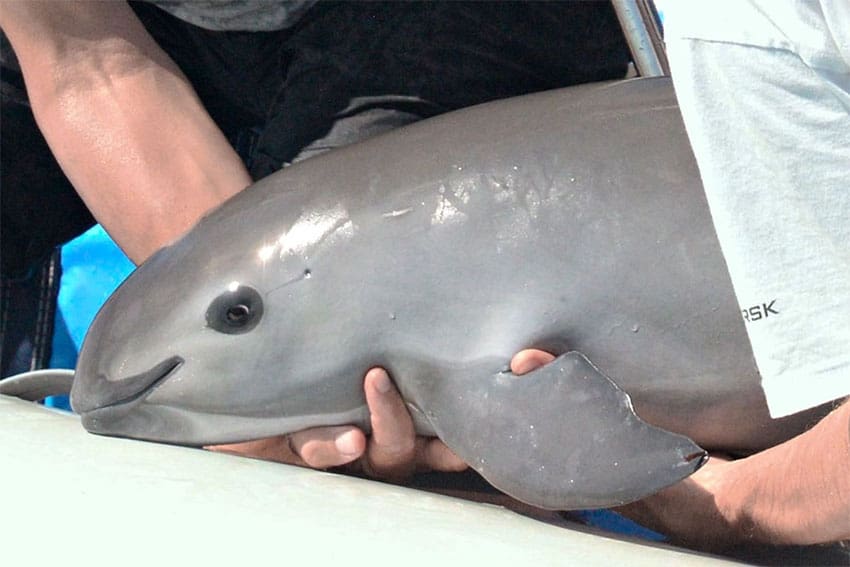 A closeup of a vaquita, with its body being supported by a person's hand.