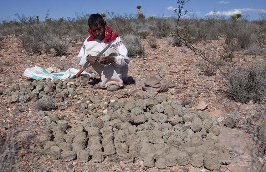 Wixárika man collecting peyote in San Luis Potosi, Mexico