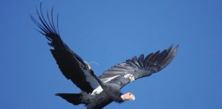California condor
