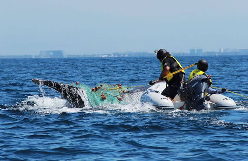 RABEN organization saving a whale trapped in fishing net