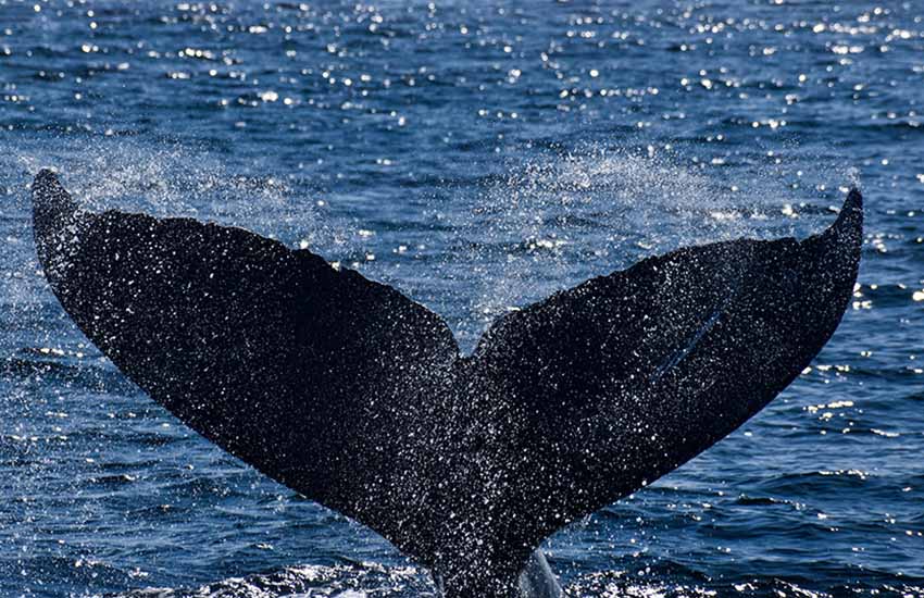 Humpback whale off the coast of Mazatlan. Onca Explorations