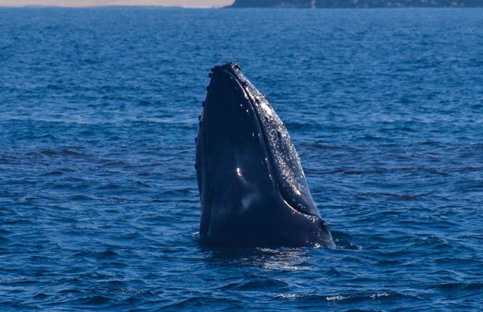 Humpack whale photographed in Mazatlan by Onca Explorations