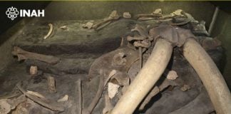 Woolly mammoth bones from a site in Mexico state.