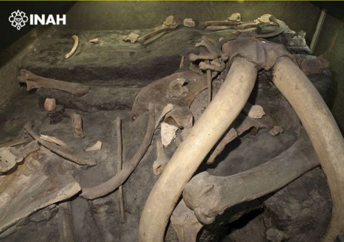 Woolly mammoth bones from a site in Mexico state.