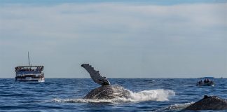 A humpback surfaces off the coast of Cabo San Lucas, BCS as tourists look on.