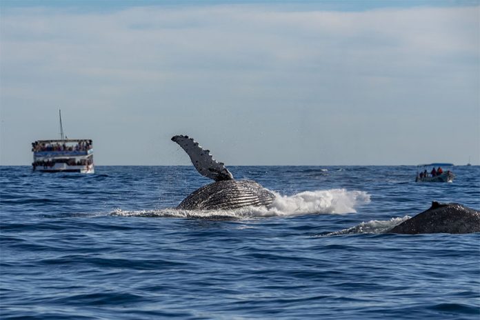 A humpback surfaces off the coast of Cabo San Lucas, BCS as tourists look on.