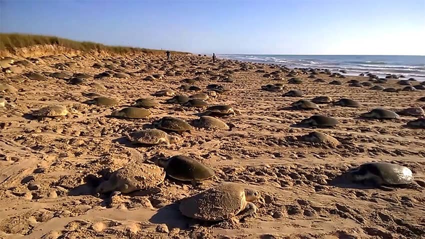 Dozens of turtles crawl up a beach to lay their eggs, with several people walking between them in the distance.