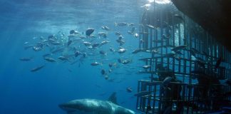 Waters off Isla Guadalupe