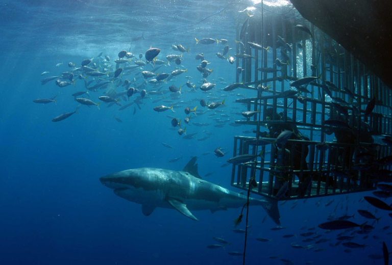 Isla Guadalupe waters closed to shark diving