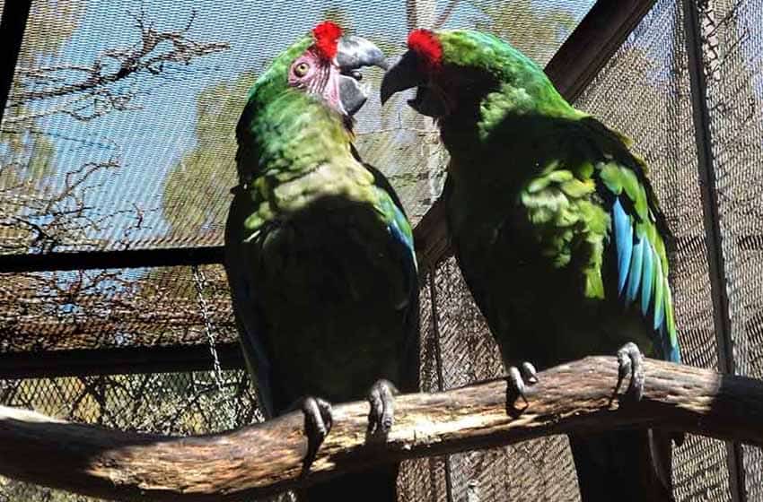 Txori Ornithological Foundation and macaw sanctuary