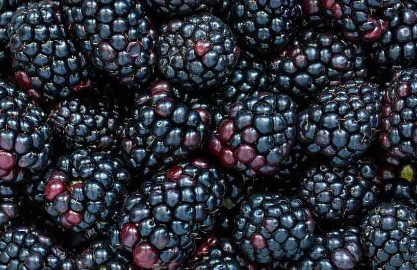 blackberries