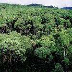 Giant Daisy Tree forest in Galapagos Islands