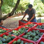 Avocado farming in Periban, Michaocan
