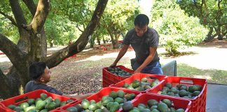 Avocado farming in Periban, Michaocan