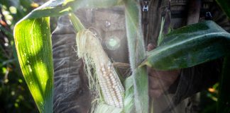 Farmer with ear of corn