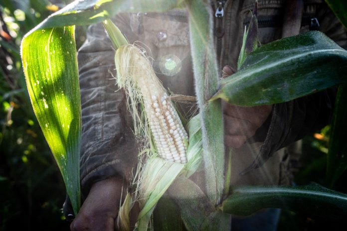 Farmer with ear of corn