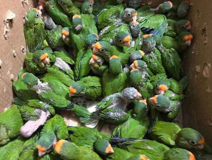 Bird sanctuary has big plans to release macaws into Jalisco's skies