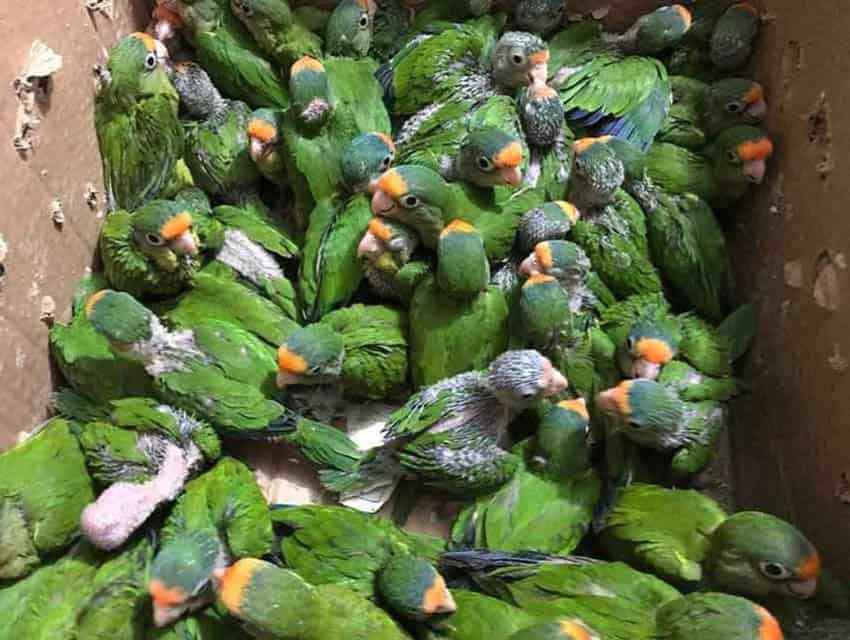 poached macaws