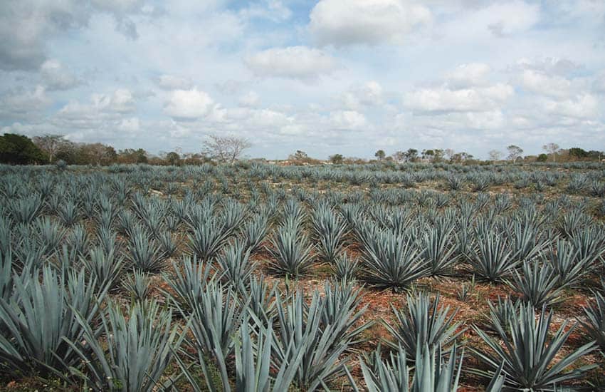 agave field in Mexico