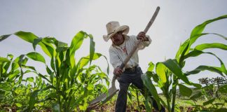 Mexican farmer