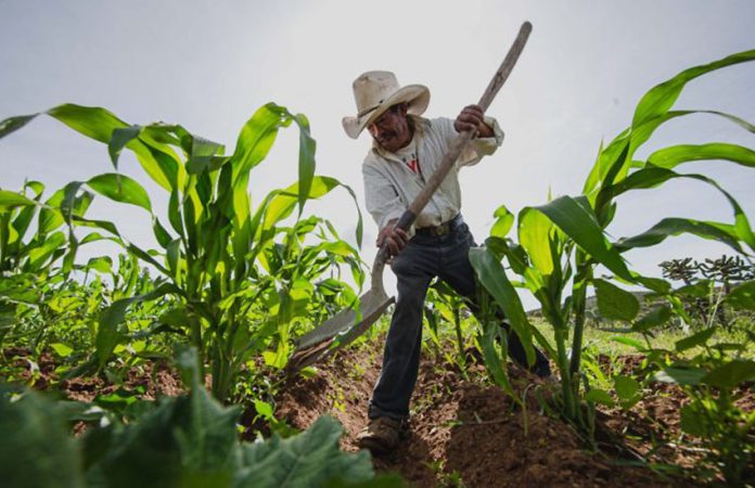 Mexican farmer