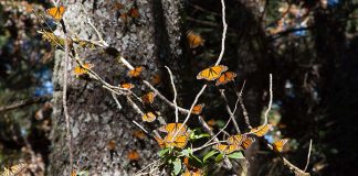 Butterfly sanctuary Cerro Pelon in mexico state