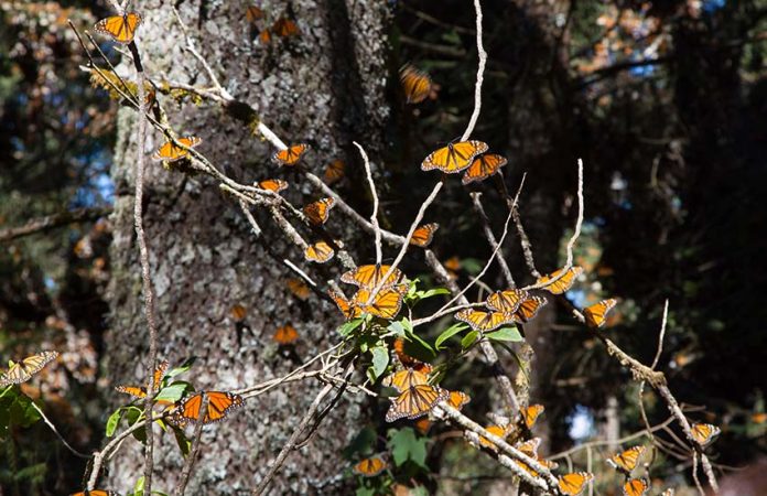 Butterfly sanctuary Cerro Pelon in mexico state