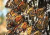 Monarch butterflies in Mexico