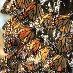 Monarch butterflies in Mexico