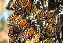 Monarch butterflies in Mexico