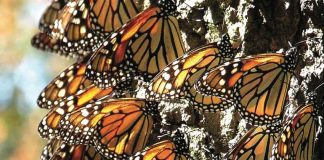 Monarch butterflies in Mexico