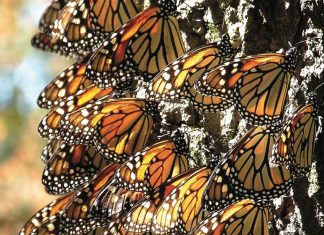 Monarch butterflies in Mexico