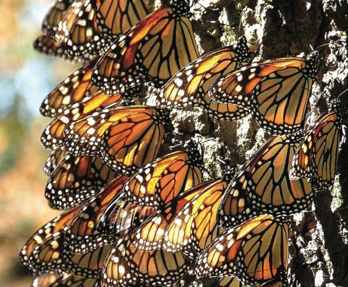 Monarch butterflies in Mexico