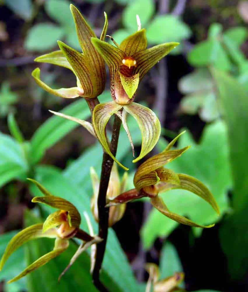 Tequila govenia orchid