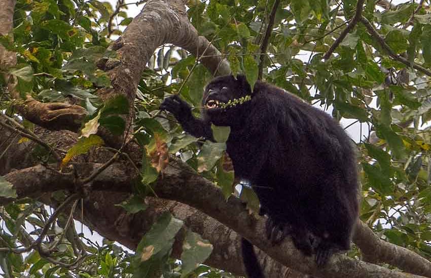 howler monkey off Usamacinta River in Mexico