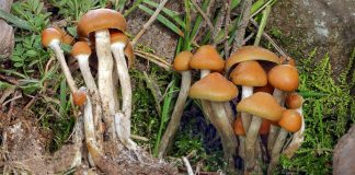 Psilocybe aztecorum