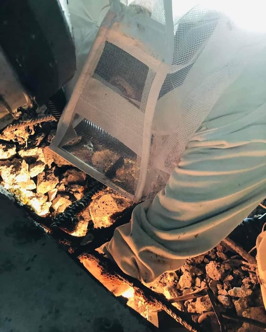 A beekeeper rescues a hive at night